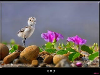   环颈鸻
        44/48
 