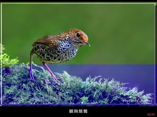 鱗胸鷦鷯
       45/48
 