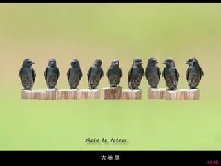 大卷尾
      49/48
 