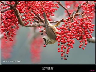 冠羽畫眉
       51/48
 