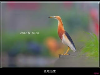 爪哇池鷺
       52/48
 