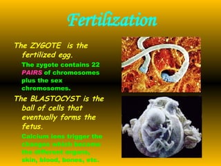 Fertilization The ZYGOTE  is the fertilized egg. The zygote contains 22  PAIRS   of chromosomes plus the sex chromosomes. The BLASTOCYST is the ball of cells that eventually forms the fetus. Calcium ions trigger the changes which become the different organs, skin, blood, bones, etc. 