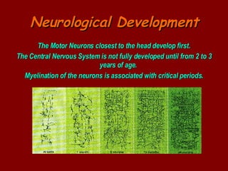 Neurological Development The Motor Neurons closest to the head develop first. The Central Nervous System is not fully developed until from 2 to 3 years of age. Myelination of the neurons is associated with critical periods. 