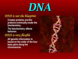 DNA DNA is not the blueprint Creates proteins and the proteins eventually create the biochemistry. The biochemistry affects behavior. DNA is very flexible All genetic information is based on the order of the four base pairs along the chromosome. 