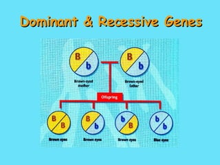 Dominant & Recessive Genes 