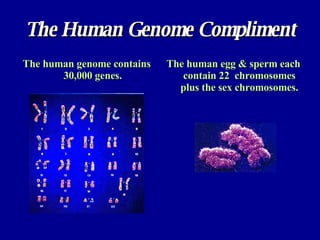 The Human Genome Compliment The human genome contains 30,000 genes. The human egg & sperm each contain 22  chromosomes plus the sex chromosomes. 