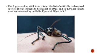  The X phasmid, or stick insect, is on the list of critically endangered
species. It was thought to be extinct by 1920, and in 2001, 24 insects
were rediscovered by on Ball’s Pyramid. What is X ?
 