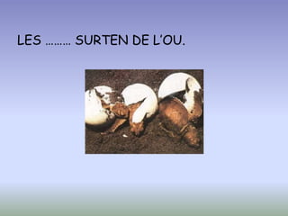 LES ……… SURTEN DE L’OU.
 