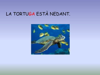 LA TORTUGA ESTÀ NEDANT.
 