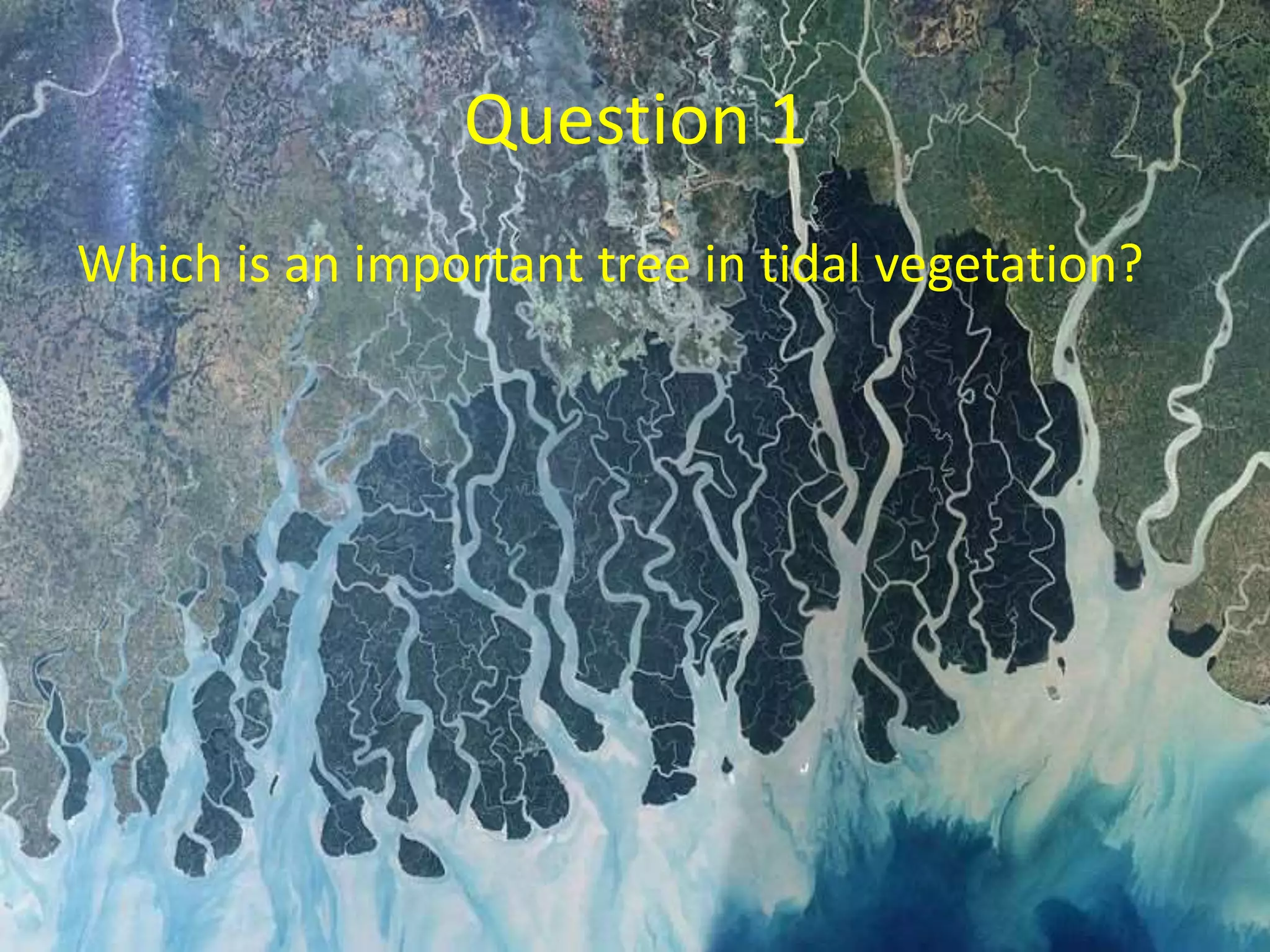 Question 1
Which is an important tree in tidal vegetation?
 