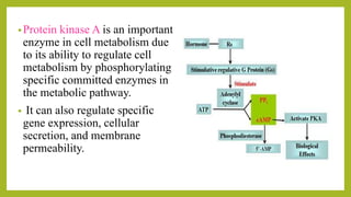 •Protein kinase A is an important
enzyme in cell metabolism due
to its ability to regulate cell
metabolism by phosphorylating
specific committed enzymes in
the metabolic pathway.
• It can also regulate specific
gene expression, cellular
secretion, and membrane
permeability.
 