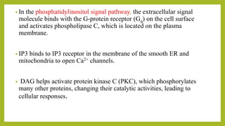 • In the phosphatidylinositol signal pathway, the extracellular signal
molecule binds with the G-protein receptor (Gq) on the cell surface
and activates phospholipase C, which is located on the plasma
membrane.
• IP3 binds to IP3 receptor in the membrane of the smooth ER and
mitochondria to open Ca2+ channels.
• DAG helps activate protein kinase C (PKC), which phosphorylates
many other proteins, changing their catalytic activities, leading to
cellular responses.
 