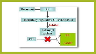 G protein coupled receptor
