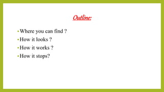 Outline:
Where you can find ?
How it looks ?
How it works ?
How it stops?
 