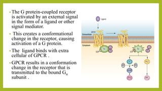 • The G protein-coupled receptor
is activated by an external signal
in the form of a ligand or other
signal mediator.
• This creates a conformational
change in the receptor, causing
activation of a G protein.
• The ligand binds with extra
cellular of GPCR .
• GPCR results in a conformation
change in the receptor that is
transmitted to the bound Gα
subunit .
 