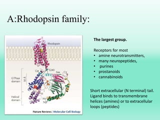 A:Rhodopsin family:
Short extracellular (N terminal) tail.
Ligand binds to transmembrane
helices (amines) or to extracellular
loops (peptides)
The largest group.
Receptors for most
• amine neurotransmitters,
• many neuropeptides,
• purines
• prostanoids
• cannabinoids
 