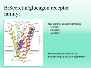 B:Secretin/glucagon receptor
family:
Receptors for peptide hormones
• secretin
• glucagon
• calcitonin
Intermediate extracellular tail
incorporating ligand-binding domain
 