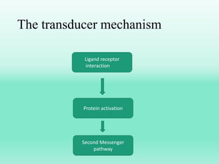 The transducer mechanism
Ligand receptor
interaction
Second Messenger
pathway
Protein activation
 