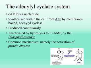 The adenylyl cyclase system
• cAMP is a nucleotide
• Synthesized within the cell from ATP by membrane-
bound, adenylyl cyclase
• Produced continuously
• Inactivated by hydrolysis to 5´-AMP, by the
Phosphodiesterase
• Common mechanism, namely the activation of
protein kinases
 