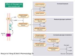 Effect of Glycogen on
the muscle cell
Rang et al: Rang & Dale’s Pharmacology 7e
 