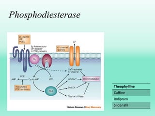 Phosphodiesterase
Theophylline
Caffine
Rolipram
Sildenafil
 