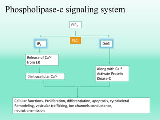 Phospholipase-c signaling system
PIP2
IP3 DAG
Release of Ca+2
from ER
intracellular Ca+2
Along with Ca+2
Activate Protein
Kinase-C
Cellular functions- Proliferation, differentiation, apoptosis, cytoskeletal
Remodeling, vesicular trafficking, ion channels conductance,
neurotransmission
PLC
 