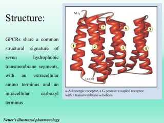 Structure:
GPCRs share a common
structural signature of
seven hydrophobic
transmembrane segments,
with an extracellular
amino terminus and an
intracellular carboxyl
terminus
Netter’s illustrated pharmacology
 