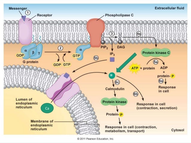 g protein coupled receptors