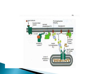 G protein coupled receptors | PPTX