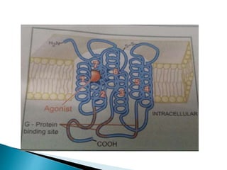 G protein coupled receptors | PPTX