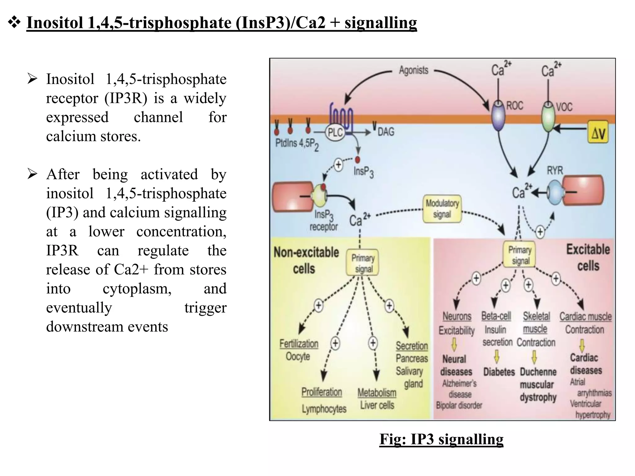 G-Protein Coupled Receptors and Secondary Messenger Pathways | PPTX