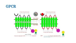 G protein coupled receptors new | PPTX