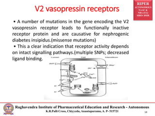 RIPER
AUTONOMOUS
NAAC &
NBA (UG)
SIRO- DSIR
Raghavendra Institute of Pharmaceutical Education and Research - Autonomous
K.R.Palli Cross, Chiyyedu, Anantapuramu, A. P- 515721 14
V2 vasopressin receptors
• A number of mutations in the gene encoding the V2
vasopressin receptor leads to functionally inactive
receptor protein and are causative for nephrogenic
diabetes insipidus.(missense mutations)
• This a clear indication that receptor activity depends
on intact signalling pathways.(multiple SNPs; decreased
ligand binding.
 