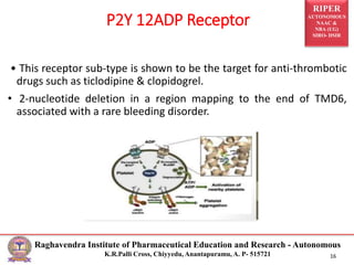 RIPER
AUTONOMOUS
NAAC &
NBA (UG)
SIRO- DSIR
Raghavendra Institute of Pharmaceutical Education and Research - Autonomous
K.R.Palli Cross, Chiyyedu, Anantapuramu, A. P- 515721 16
• This receptor sub-type is shown to be the target for anti-thrombotic
drugs such as ticlodipine & clopidogrel.
• 2-nucleotide deletion in a region mapping to the end of TMD6,
associated with a rare bleeding disorder.
P2Y 12ADP Receptor
 