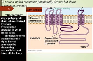 extra-cellular
G-protein-linked receptors; functionally diverse but share
a common structure
single polypeptide
chain -characterized
by seven
hydrophobic
stretches of 20-25
amino acids
- predicted to form
transmembrane
alpha helices
connected by
alternating
extracellular and
intracellular loops
“Serpentine”
Ligand binding
10
 