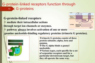 G-protein-linked receptors function through
trimeric G-proteins
G-protein-linked receptors
 mediate their intracellular actions
through target ion channels or enzymes.
 pathway always involves activation of one or more
guanine nucleotide-binding regulatory proteins (trimeric G proteins).
trimeric G proteins consist of three
protein subunits; alpha, beta and
gamma.
The G alpha binds a guanyl
nucleotide.
Various types, each specific for a set
of serpentine receptors and for a
particular downstream target, but
they all operate the same way.
11
 