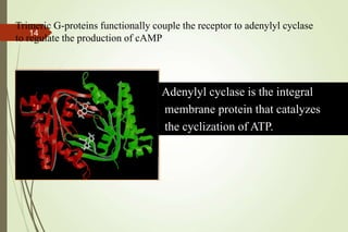 Adenylyl cyclase is the integral
membrane protein that catalyzes
the cyclization of ATP.
Trimeric G-proteins functionally couple the receptor to adenylyl cyclase
to regulate the production of cAMP
14
 