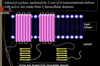 Adenylyl cyclase: anchored by 2 sets of 6 transmembrane helices
with active site made from 2 intracellular domains
cytosol
outside
Lipid
bilayer
Active site formed from intracellular domains
15
 
