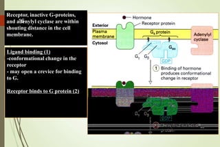 Ligand binding (1)
-conformational change in the
receptor
- may open a crevice for binding
to G.
Receptor binds to G protein (2)
Receptor, inactive G-proteins,
and adenylyl cyclase are within
shouting distance in the cell
membrane.
16
 