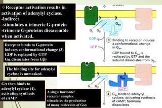 Receptor activation results in
activation of adenylyl cyclase.
-indirect
-stimulates a trimeric G-protein
-trimeric G-proteins dissasemble
when activated.
Receptor binds to G-protein
induces conformational change (3)
GDP is replaced by GTP
Ga dissociates from Gbg
Ga then binds to
adenylyl cyclase (4),
activating synthesis
of cAMP
The binding site for adenylyl
cyclase is unmasked.
A single hormone/
receptor complex
stimulates the production
of many molecules of Gsa
17
 
