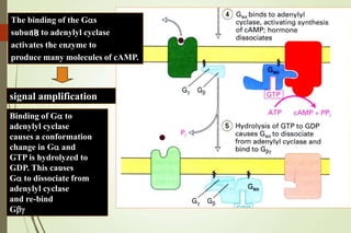 Binding of Ga to
adenylyl cyclase
causes a conformation
change in Ga and
GTP is hydrolyzed to
GDP. This causes
Ga to dissociate from
adenylyl cyclase
and re-bind
Gbg
The binding of the Gas
subunit to adenylyl cyclase
activates the enzyme to
produce many molecules of cAMP.
signal amplification
18
 