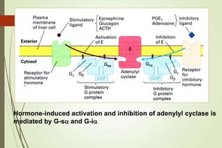 Hormone-induced activation and inhibition of adenylyl cyclase is
mediated by G-sa and G-ia
22
 