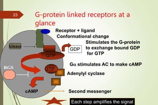 G-protein linked receptors at a
glance
GTP
Receptor + ligand
Conformational change
GDP
GTP
Adenylyl cyclase
cAMP Second messenger
Stimulates the G-protein
to exchange bound GDP
for GTP
Ga stimulates AC to make cAMP
kinase
Each step amplifies the signal
RGS
23
 