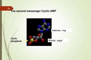 Adenine ring
Ribose sugar
Cyclic
phosphate
The second messenger Cyclic AMP
24
 