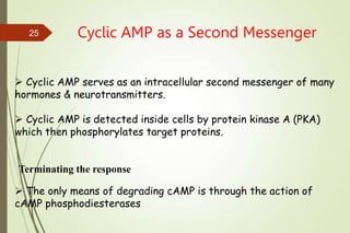 Cyclic AMP as a Second Messenger
 Cyclic AMP serves as an intracellular second messenger of many
hormones & neurotransmitters.
 Cyclic AMP is detected inside cells by protein kinase A (PKA)
which then phosphorylates target proteins.
 The only means of degrading cAMP is through the action of
cAMP phosphodiesterases
Terminating the response
25
 