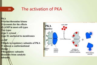 The activation of PKA
inactive
cAMP
Binds to regulatory subunits of PKA
 induces a conformational
change
Regulatory subunits
dissociate from catalytic
subunits.
inactive
PKA
Serine/threonine kinase
Accounts for the effects
of cAMP in most cell types
Two types
-type I: cytosol
-type II: anchored to membranes
PKA
26
 