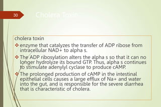 Cholera Toxin
cholera toxin
enzyme that catalyzes the transfer of ADP ribose from
intracellular NAD+ to alpha s.
The ADP ribosylation alters the alpha s so that it can no
longer hydrolyze its bound GTP. Thus, alpha s continues
to stimulate adenylyl cyclase to produce cAMP.
The prolonged production of cAMP in the intestinal
epithelial cells causes a large efflux of Na+ and water
into the gut, and is responsible for the severe diarrhea
that is characteristic of cholera.
30
 