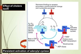 Effect of cholera
toxin
Persistent activation of adenylyl cyclase
31
 