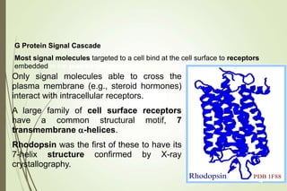 Rhodopsin PDB 1F88
G Protein Signal Cascade
Most signal molecules targeted to a cell bind at the cell surface to receptors
embedded in the plasma membrane.
Only signal molecules able to cross the
plasma membrane (e.g., steroid hormones)
interact with intracellular receptors.
A large family of cell surface receptors
have a common structural motif, 7
transmembrane a-helices.
Rhodopsin was the first of these to have its
7-helix structure confirmed by X-ray
crystallography.
4
 