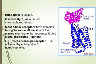  Rhodopsin is unique.
It senses light, via a bound
chromophore, retinal.
 Most 7-helix receptors have domains
facing the extracellular side of the
plasma membrane that recognize & bind
signal molecules (ligands).
E.g., the b-adrenergic receptor is
activated by epinephrine &
norepinephrine.
b-Adrenergic
Receptor
PDB 2RH1
Lysozyme
insert
ligand 
5
 